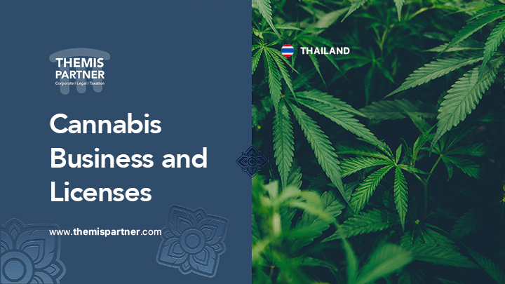 cannabis business thailand