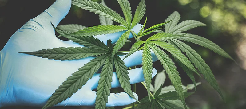 Laboratory scientist analysing cannabis plant sample by hand