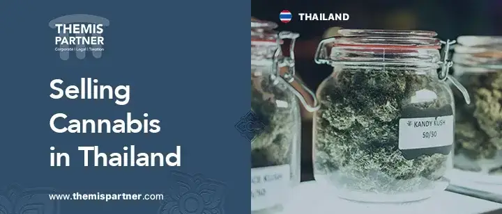Open cannabis business Thailand licenses medical market