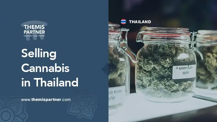 Open cannabis business Thailand licenses medical market